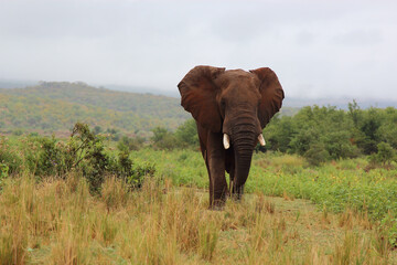 Afrikanischer Elefant / African elephant / Loxodonta africana