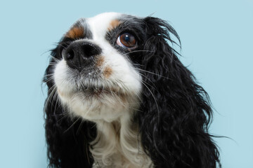 Funny dog disgust, denial, disagreement face. Close-up cavalier charles king spaniel isolated on...