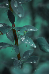 Dark green leaves with raindrops or dew 