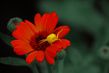 Bright yellow spider on a garden calendula flower on a green background
