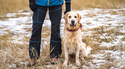 Golden retriever dog on the walk with the owner in the winter field
