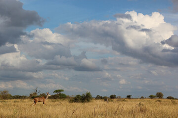 Gro&szlig;er Kudu / Greater Kudu / Tragelaphus strepsiceros.