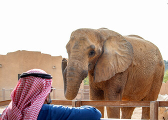A Saudi man in Saudi dress looks at the elephant in the Riyadh Zoo