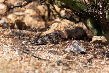 Naklejka na ściany i meble A lesser nighthawk, Chordeiles acutipennis sitting on her egg on a ground nest in the Sonoran Desert. Palo verde trees, prickly pear and rocks, along with stunning camouflage protect the bird nest.