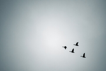 Flock of birds flying in the sky in formation