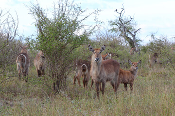 Wasserbock / Waterbuck / Kobus ellipsiprymnus..