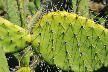 Primer plano de una chumbera con espinas en verano. Opuntia ficus indica