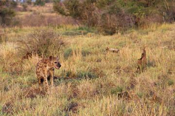 Tüpfelhyäne / Spotted hyaena / Crocuta crocuta