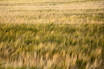 Golden wheat field in the wind