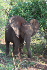 Obraz premium Afrikanischer Elefant / African elephant / Loxodonta africana