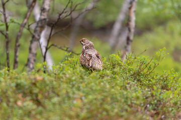  Hazel grouse or hazel hen - Tetrastes bonasia - in green grass in the forest. Photo from ...