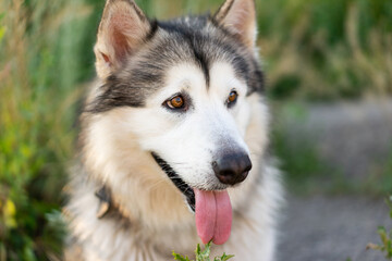 Naklejka na ściany i meble Adorable husky dog with tonque out portrait in the grass in field. Beautiful doggy with incredible eyes in summertime feels hot