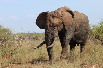 Obraz premium Afrikanischer Elefant / African elephant / Loxodonta africana