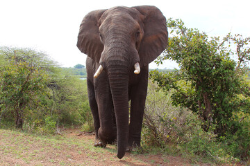 Fototapeta premium Afrikanischer Elefant / African elephant / Loxodonta africana