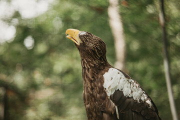american bald eagle