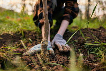 photograph of female hands in gloves planting a plant in a vegetable garden