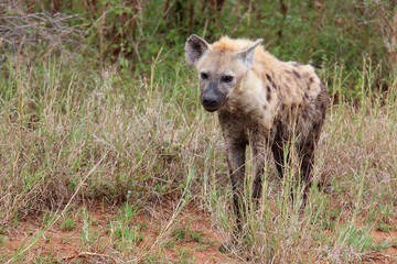 Tüpfelhyäne / Spotted hyaena / Crocuta crocuta...