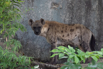 Curious Hyena, looking at the camera