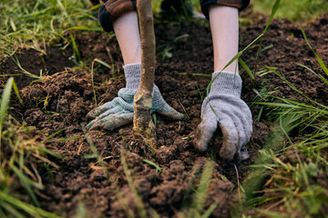 hands of a woman in work gloves planting a young tree in the garden