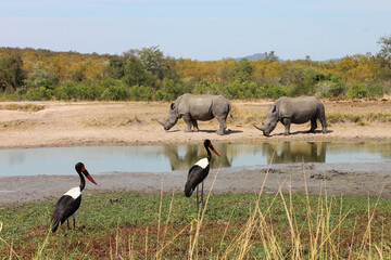 Breitmaulnashorn und Sattelstorch / Square-lipped rhinoceros and Saddle-billed stork /...