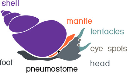 External anatomy of common air-breathing freshwater snail. Structure of pond snail for biology lessons