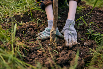 hands of a woman in work gloves planting a young tree in the garden