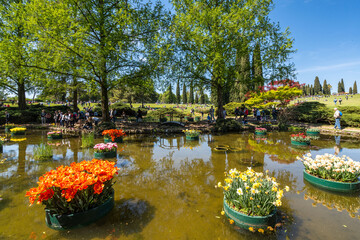 The pond of Sigurtà Garden with colorful floating tulips, Valleggio sul Mincio, Veneto, Italy