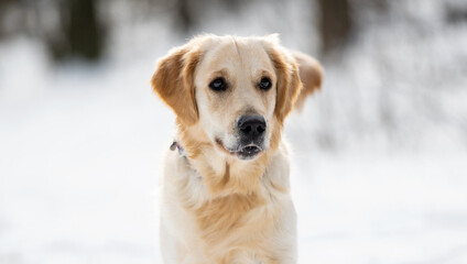 Beautiful portrait of golden retriever dog in winter time isolated on white blurred background
