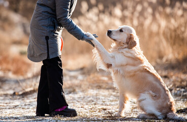 Woman owner high five to golden retriever dog and holding his paw during early spring walk...