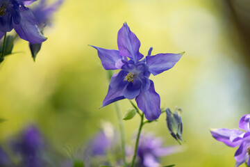 wild purple columbine flower