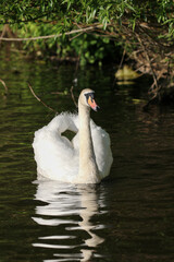 Obraz premium Mute Swan, London, United Kingdom