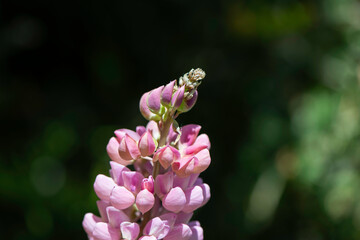 pink lupin flower
