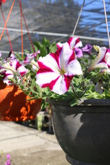 Bright flowers Touch-me-not with green leaves close up