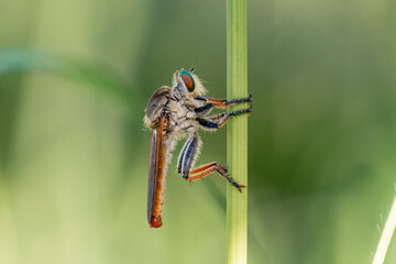 dragonfly on a leaf
