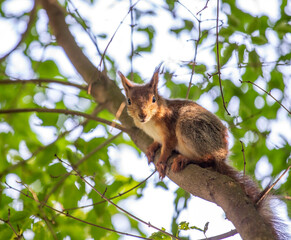 squirrel on tree