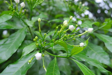 plant with dew drops