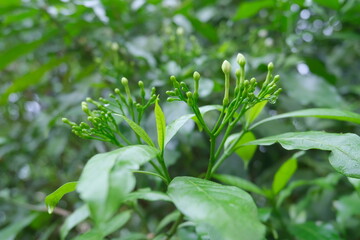 Gardenia wet in the rain