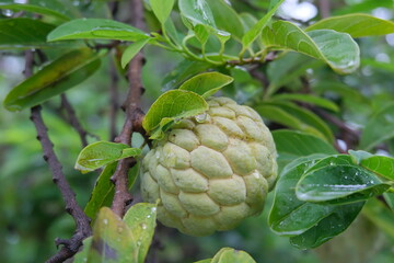 Fototapeta premium Annona on the tree