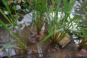 There is a frog in the puddle.