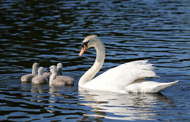 Mute swan with cygnets, United Kingdom