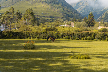 Incredible mountain scenery, with horses and the most beautiful vegetation.