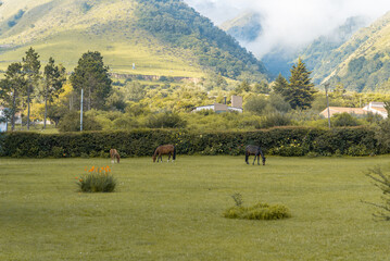 Incredible mountain scenery, with horses and the most beautiful vegetation.