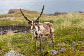 Reindeer - Rangifer tarandus, standing on grass. Photo from Vadso at Varanger Penisula in Norway.