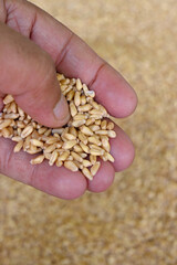 closeup the bunch brown color wheat berries in hand soft focus natural red brown background.