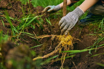 a close photograph of the roots of a young tree while planting in the ground