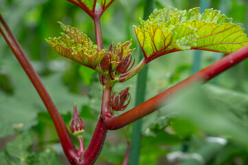 実がつきだした赤オクラの木