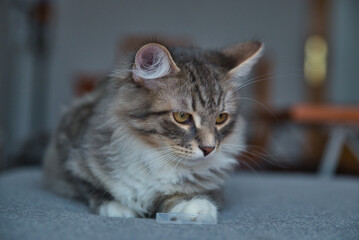 Siberian baby cat with long hair and big grey eyes. Lazy day at home with the pets. Hypoallergenic cat. Background picture.