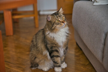 Siberian cat with long hair and big yellow eyes. Lazy day at home with the pets. Hypoallergenic cat. Background picture.