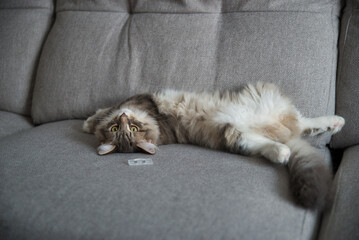 Siberian baby cat with long hair and big grey eyes. Lazy day at home with the pets. Hypoallergenic cat. Background picture.