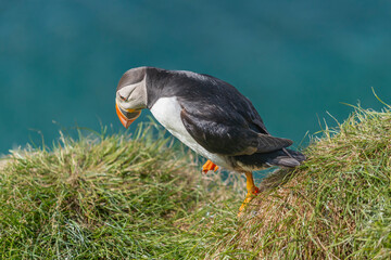 Cute atlantic puffin - Fratercula arctica walking on green grass and making step forward with blue water in background. Photo from Hornoya Island in Norway.